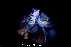 Mating mandarinfish with eggs by Leah Sindel 